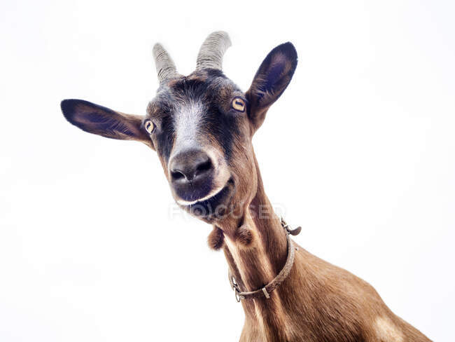 Portrait of a beautiful young goat — Stock Photo
