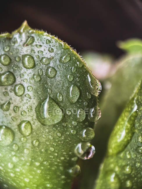 Primo piano di una foglia succulenta ricoperta di gocce di pioggia, California, USA — Foto stock