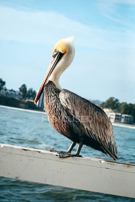 Пеликан, стоящий на пирсе в Санта-Крус, Калифорния, США — стоковое фото