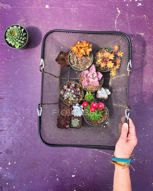 Mano de mujer sosteniendo una cesta de plantas suculentas en un centro de jardinería - foto de stock