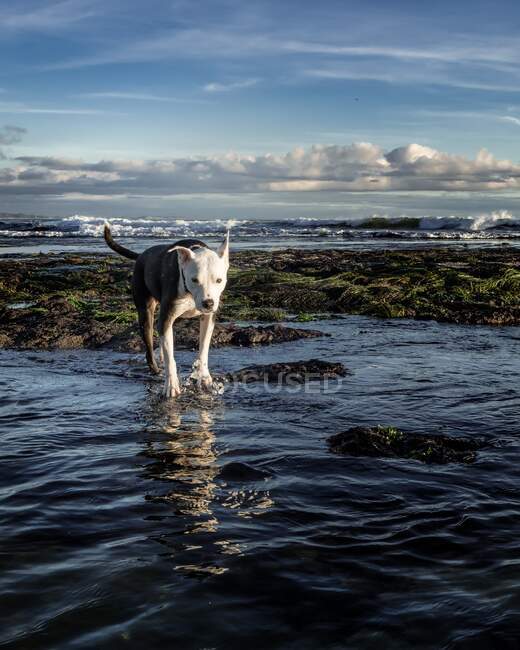 Pointer mix Dog running in the ocean, Pleasure point, California, USA — Stock Photo