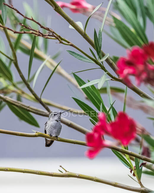 Annas Kolibri thront auf einem Ast, Kalifornien, USA — Stockfoto