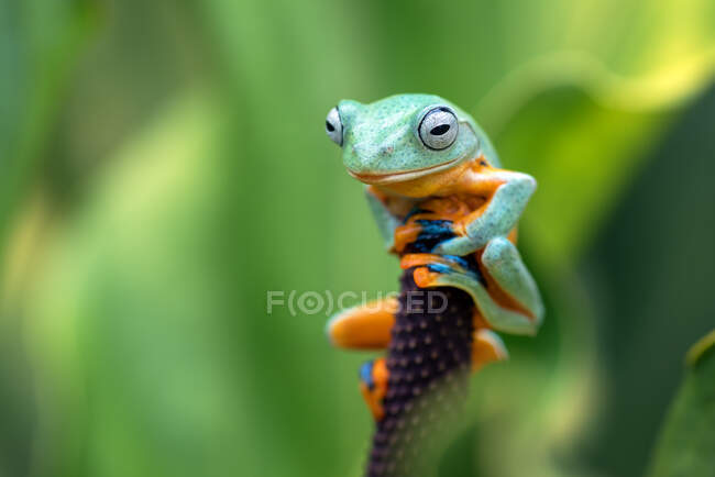 Grüner fliegender Laubfrosch sitzt auf einem Anthuriumblatt, Indonesien — Stockfoto