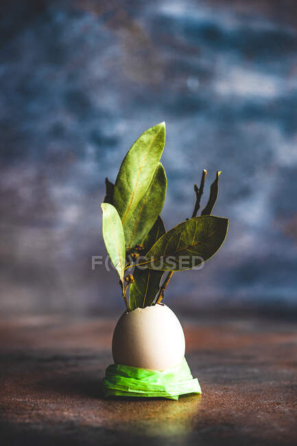 Green plant in a glass vase on a wooden background — Stock Photo