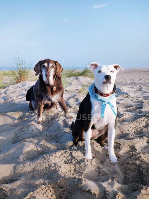 Old Chocolate labrador dog e cão ponteiro misto sentado na praia, Califórnia, EUA — Fotografia de Stock