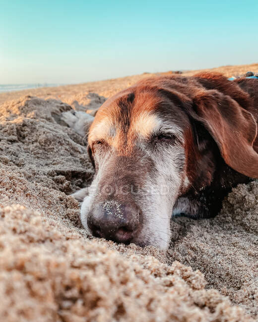 Velho cão labrador de chocolate dormindo na praia, Califórnia, EUA — Fotografia de Stock