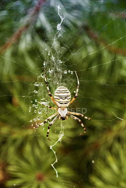 Primer plano de una araña avispa en una telaraña, Polonia - foto de stock