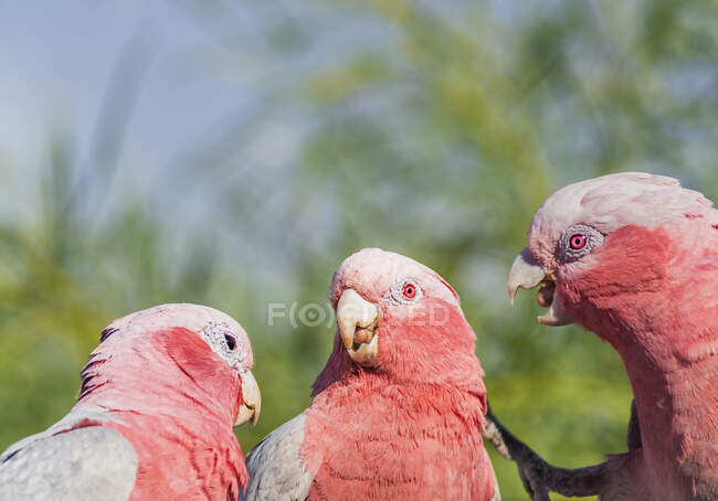 Three galah birds in a  tree looking at each other, Australia — Stock Photo