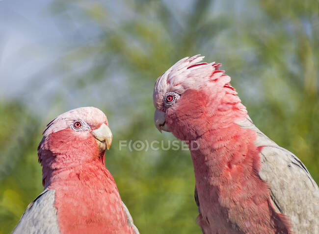 Dois pássaros galah em uma árvore olhando um para o outro, Austrália — Fotografia de Stock