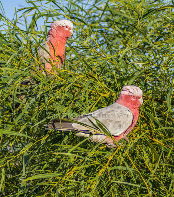 Two galah birds in a tree, Australia — Stock Photo