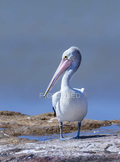 The Australian pelican standing at the edge of a lake, Australia — Stock Photo