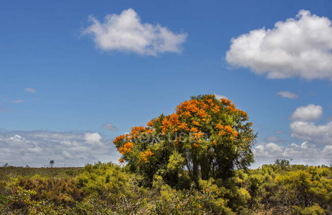 Albero di Natale australiano occidentale nel paesaggio rurale, Australia Occidentale, Australia — Foto stock