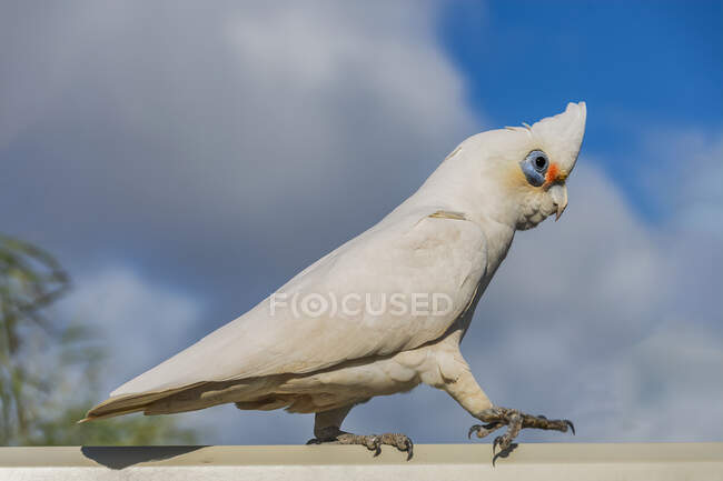 Птица Corella, идущая вдоль забора (Cacatua sangui), Перт, Западная Австралия, Австралия — стоковое фото