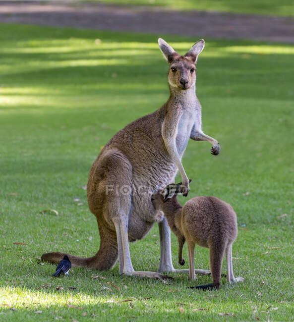 Птица, сидящая рядом с матерью западного серого кенгуру со своим Джоуи, Австралия — стоковое фото