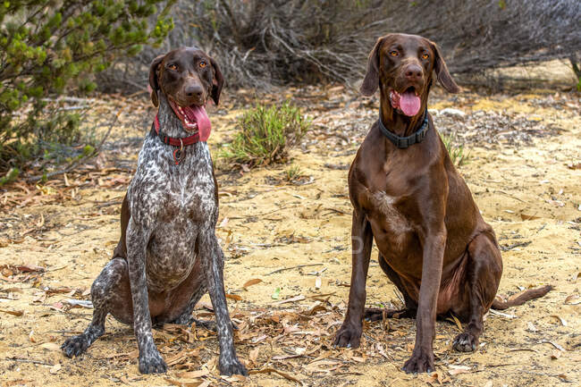 Two German Shorthaired Pointers sitting outdoors, Australia — Stock Photo
