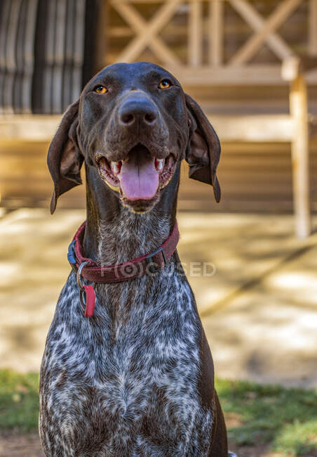 Retrato de um cão de ponteiro curto alemão sentado no jardim — Fotografia de Stock