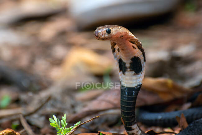 Young spitting cobra rearing up in defensive mode, Indonesia — Stock Photo
