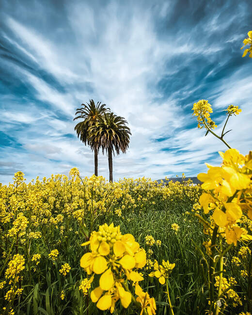 Dos palmeras en un campo de flores silvestres amarillas, California, EE.UU. - foto de stock