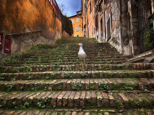 Gabbiano in piedi sui gradini della città, Roma, Lazio, Italia — Foto stock
