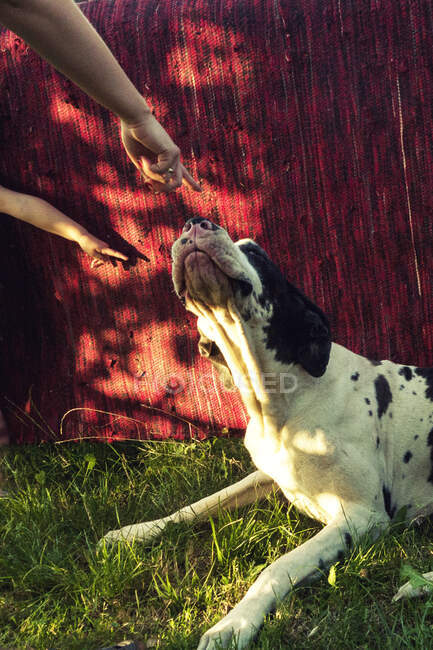 Zwei Menschen zeigen auf einen Hund, der in einem Garten am Zaun liegt, Polen — Stockfoto
