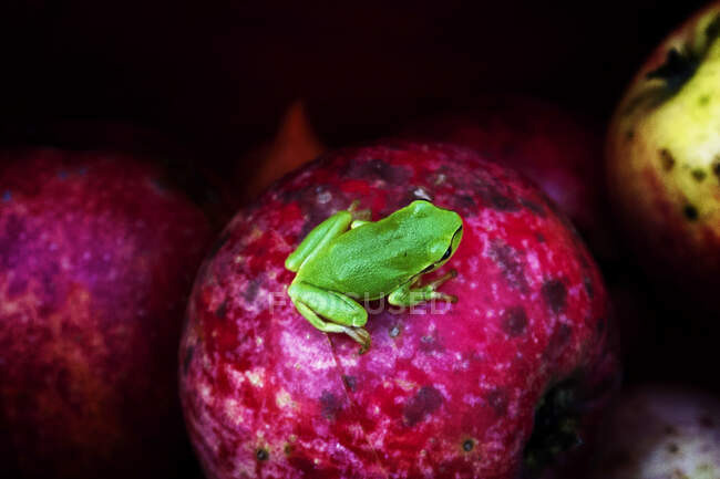 Nahaufnahme eines grünen Frosches auf einem roten Apfel, Polen — Stockfoto
