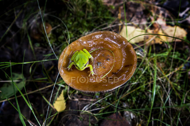 Close-up of a green frog on a fungus in the forest, Italy — Stock Photo