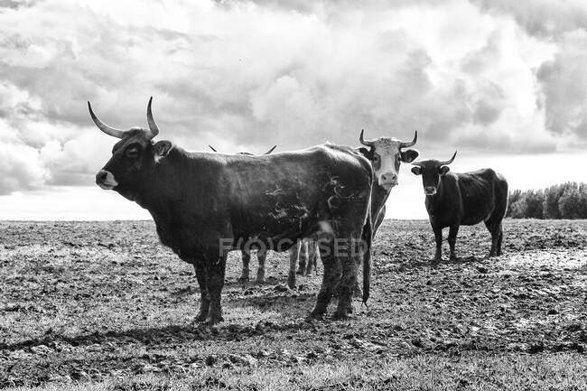Vier Bullen stehen auf einem Feld, Italien — Stockfoto