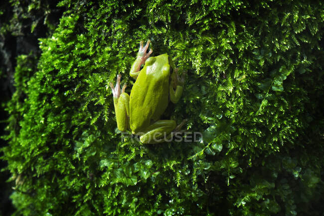 Primer plano de una rana verde sobre musgo, Polonia - foto de stock