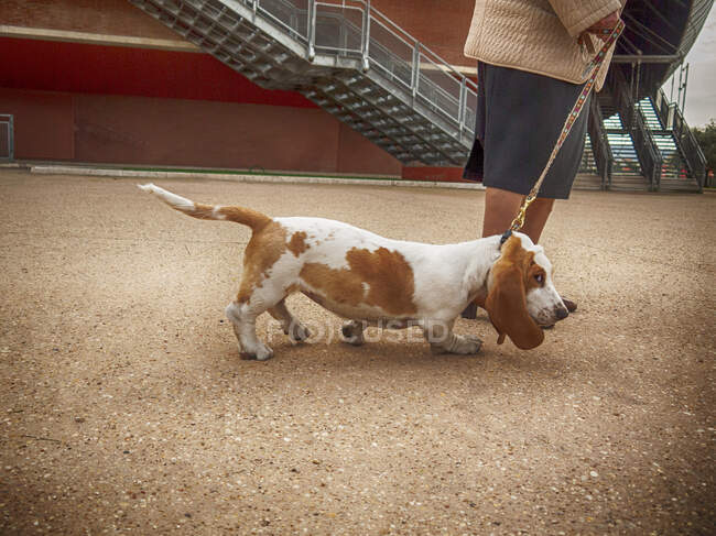 Женщина, стоящая на улице с упрямой собакой — стоковое фото