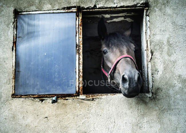 Ritratto di un cavallo che guarda attraverso una finestra stabile, Polonia — Foto stock