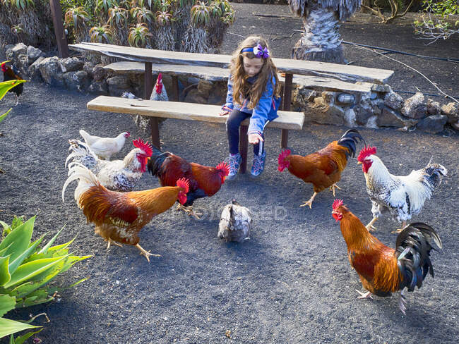 Fille assise sur un banc nourrissant un groupe de coqs et une poule, Lanzarote, Îles Canaries, Espagne — Photo de stock