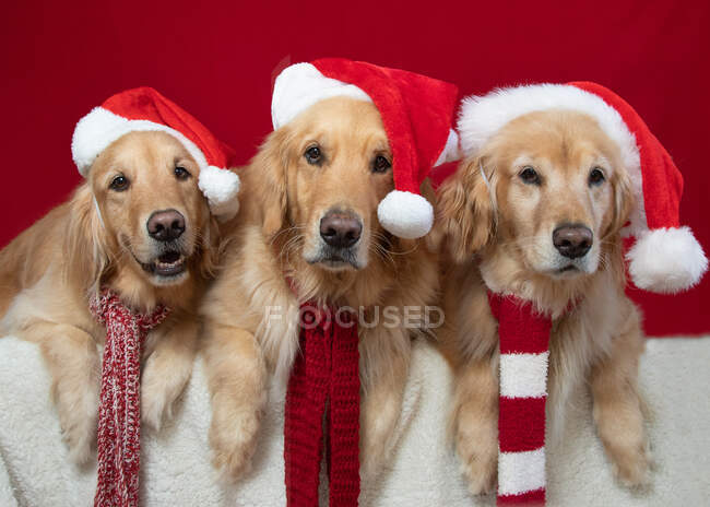 Três cães golden retriever vestidos com chapéus de Santa — Fotografia de Stock