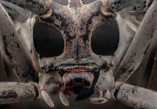 Primer plano extremo de un escarabajo de cuerno largo, Indonesia - foto de stock