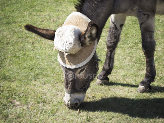 Primer plano de un burro con un sombrero de paja pastando en un prado, Italia - foto de stock