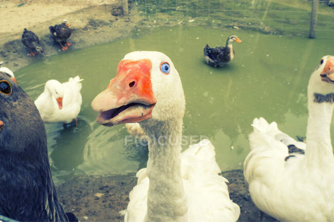 Hermoso ganso blanco en el lago - foto de stock