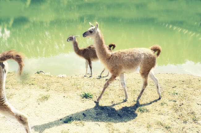 Closeup shot of a cute alpacas in a zoo — Stock Photo
