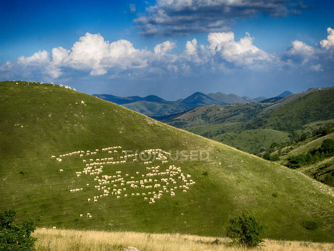 Flock of sheep grazing on a mountain, Abruzzo, Italy — Stock Photo
