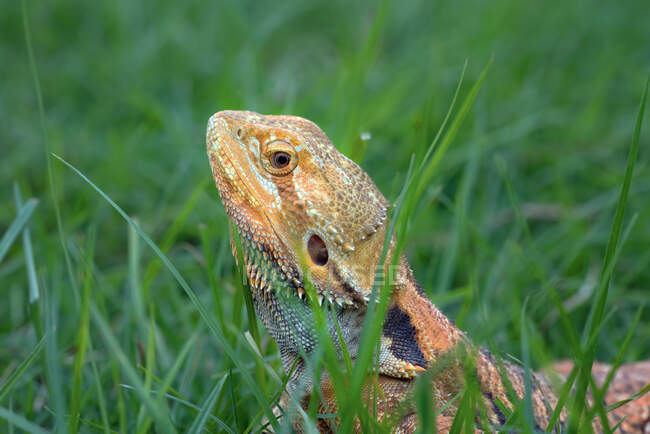 Ritratto di un drago barbuto nell'erba, Indonesia — Foto stock