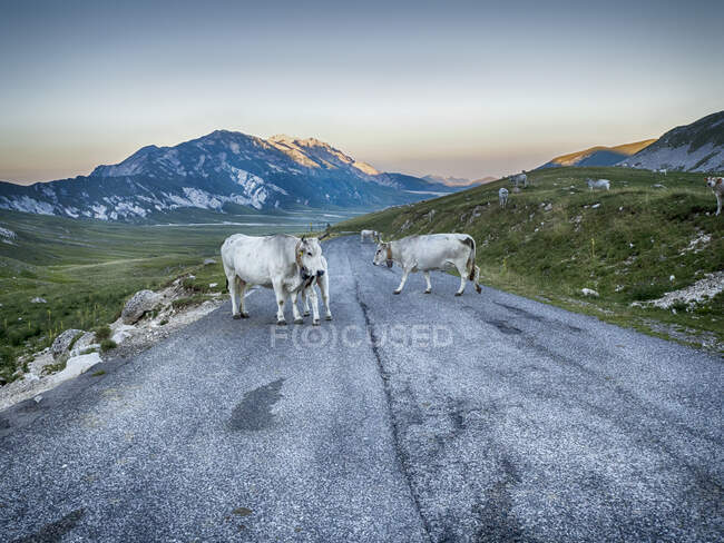 Bellissimo paesaggio ghiacciato con una mandria di pecore in montagna — Foto stock
