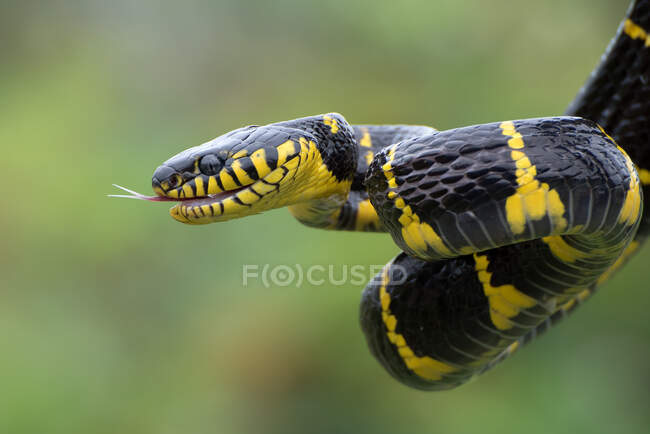Gros plan sur Serpent à queue dorée en train de battre sa langue, Indonésie — Photo de stock