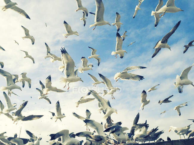 Bandada de gaviotas volando en el cielo - foto de stock