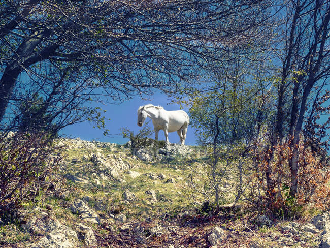 Caballo salvaje blanco parado en una colina, Abruzos, Italia - foto de stock