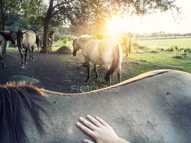 Person streichelt ein Pferd auf einem Feld, Polen — Stockfoto