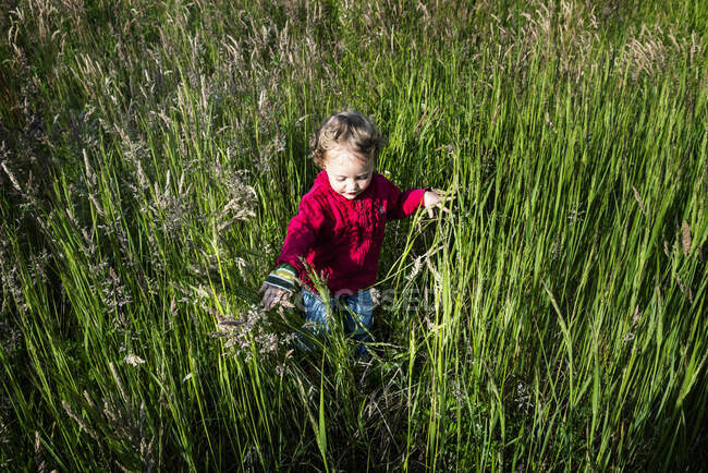 Visão aérea de uma menina andando através de grama longa, Polônia — Fotografia de Stock