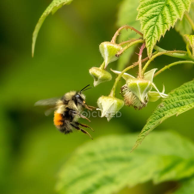 Primer plano de una abeja flotando junto a una flor, Canadá - foto de stock