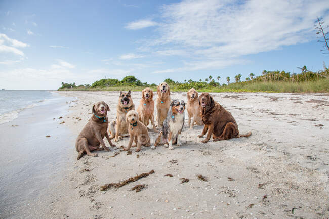 Eight dogs sitting on the beach, Florida, USA — Stock Photo