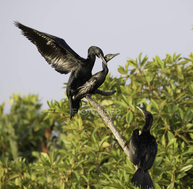 Corvos-marinhos acasalando em uma árvore, Sri Lanka — Fotografia de Stock