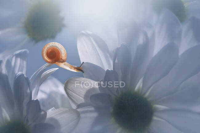 Primo piano di una lumaca in miniatura su un fiore bianco, Indonesia — Foto stock