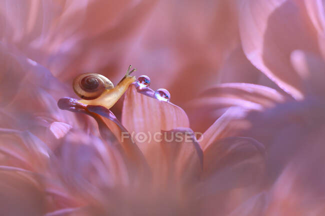 Close-Up of a miniature snail and dew drop on a pink flower, Indonesia — Stock Photo