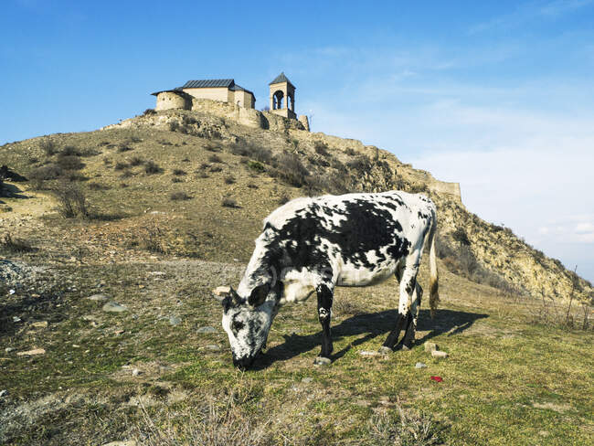 Uma bela vista de uma cabra de montanha nas montanhas — Fotografia de Stock